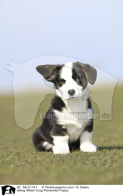 sitting Welsh Corgi Pembroke Puppy / SE-01141