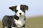 Welsh Corgi Pembroke Puppy