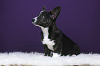 sitting Welsh Corgi Pembroke Puppy