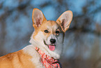 adult Welsh Corgi Pembroke