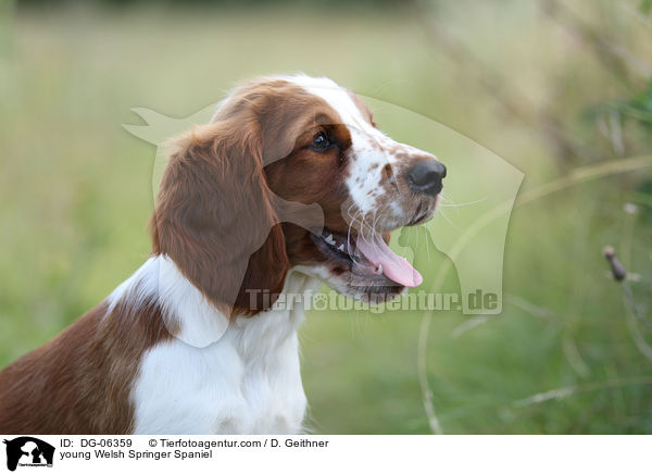young Welsh Springer Spaniel / DG-06359