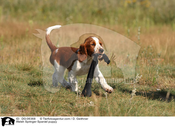 Welsh Springer Spaniel puppy / DG-06368