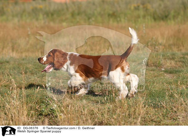 Welsh Springer Spaniel puppy / DG-06376