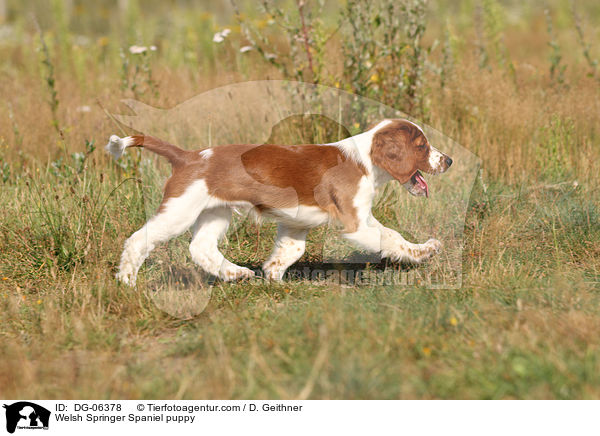 Welsh Springer Spaniel puppy / DG-06378