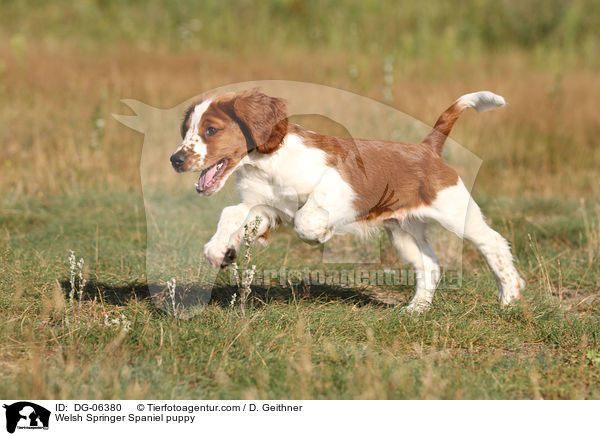 Welsh Springer Spaniel puppy / DG-06380