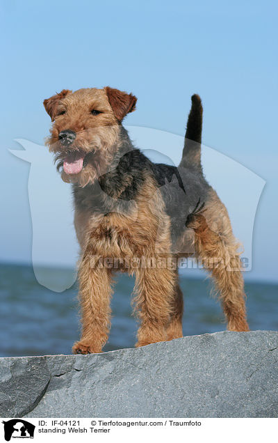 standing Welsh Terrier / IF-04121