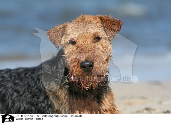 Welsh Terrier Portrait / IF-04155