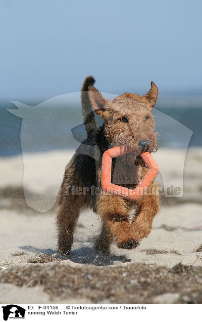 running Welsh Terrier / IF-04156