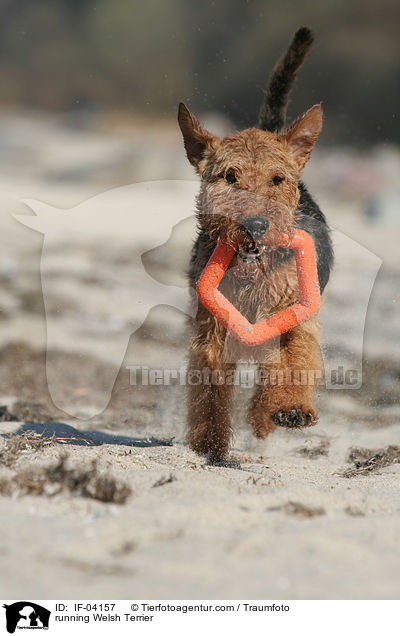 running Welsh Terrier / IF-04157