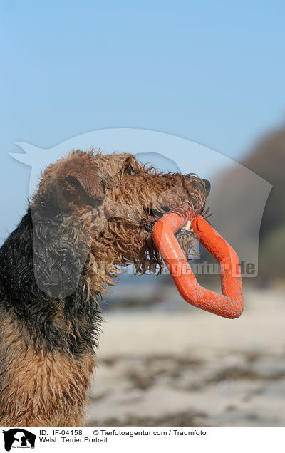 Welsh Terrier Portrait / IF-04158