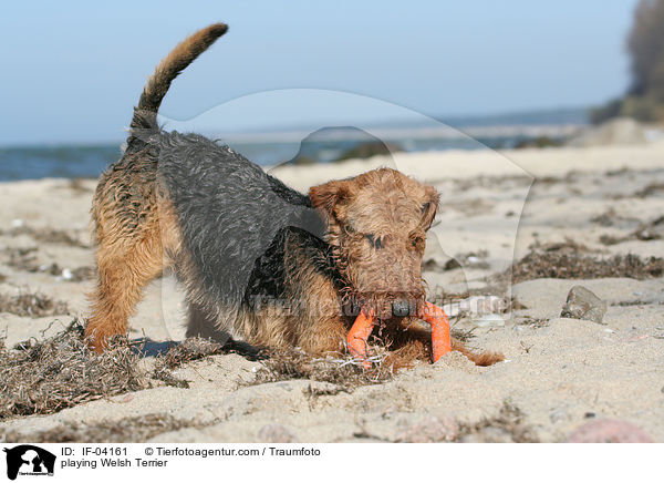 playing Welsh Terrier / IF-04161