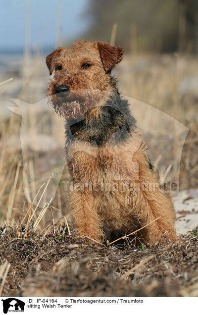 sitting Welsh Terrier / IF-04164