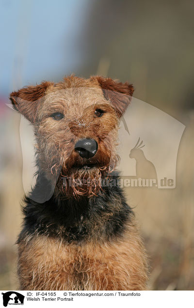 Welsh Terrier Portrait / IF-04165