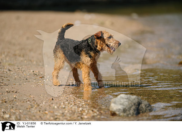 Welsh Terrier / YJ-01856