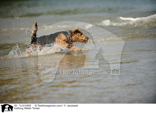 bathing Welsh Terrier / YJ-01859