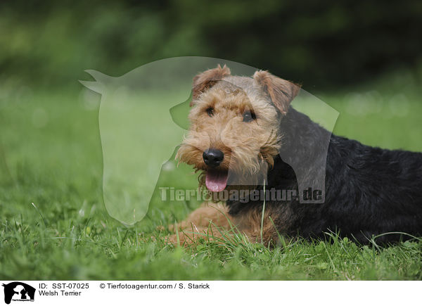 Welsh Terrier / SST-07025