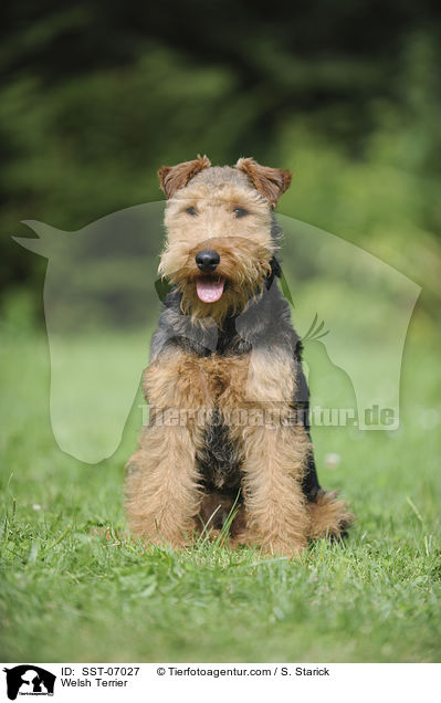 Welsh Terrier / SST-07027