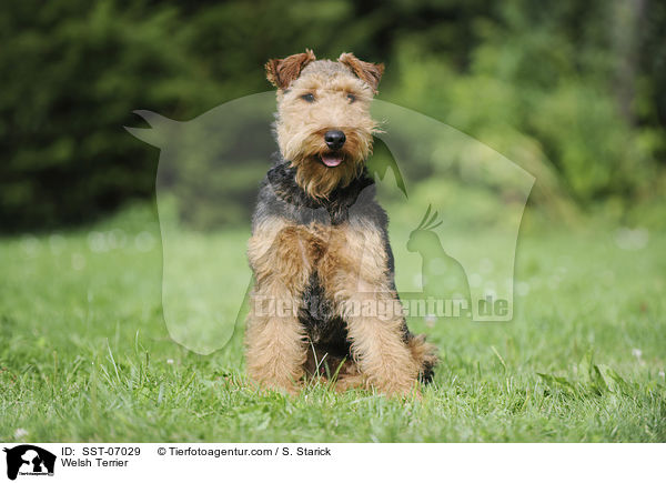 Welsh Terrier / SST-07029