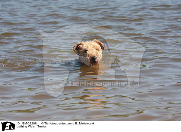 bathing Welsh Terrier / BM-02288
