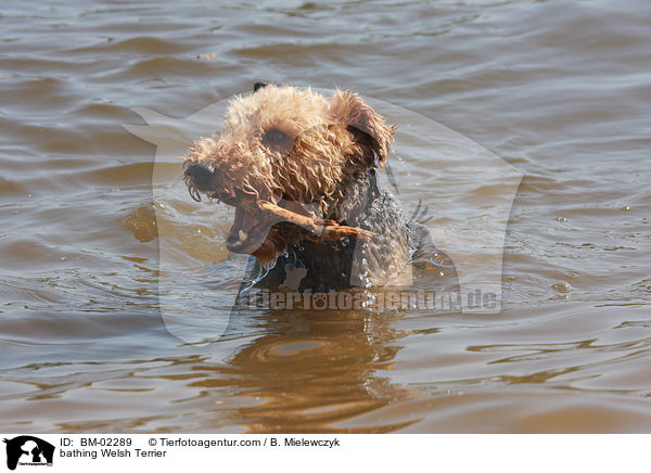 bathing Welsh Terrier / BM-02289