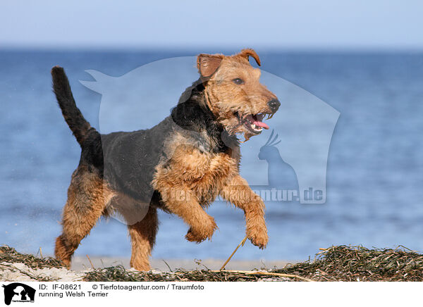 running Welsh Terrier / IF-08621