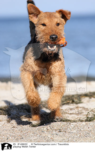 playing Welsh Terrier / IF-08622
