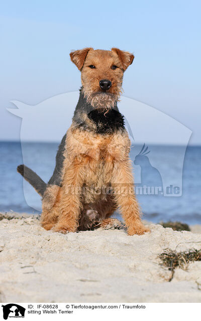sitting Welsh Terrier / IF-08628