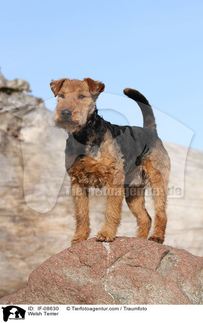 Welsh Terrier / IF-08630