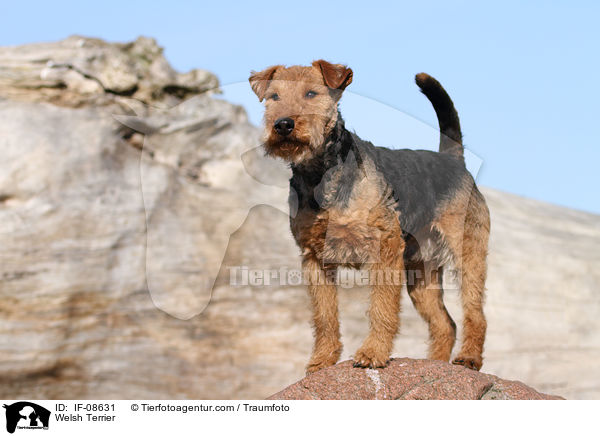 Welsh Terrier / IF-08631