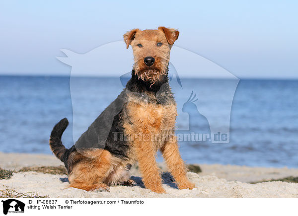sitting Welsh Terrier / IF-08637