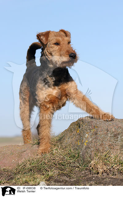 Welsh Terrier / IF-08638