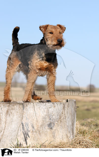 Welsh Terrier / IF-08639