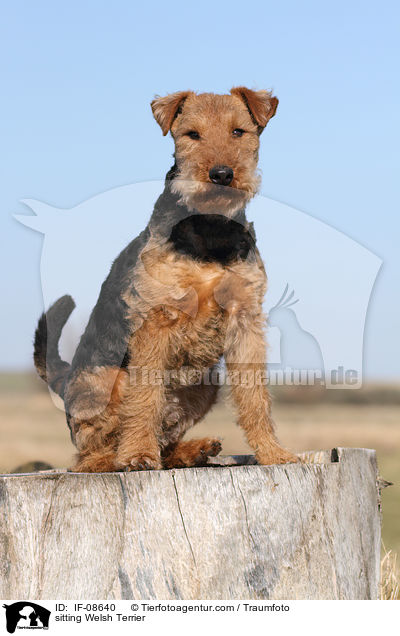 sitting Welsh Terrier / IF-08640