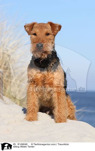 sitting Welsh Terrier / IF-08648