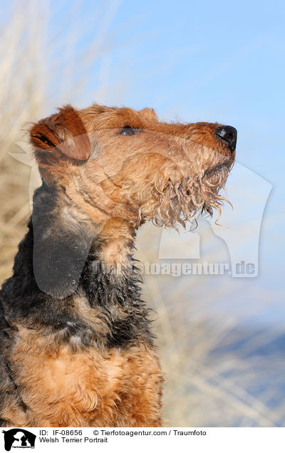 Welsh Terrier Portrait / IF-08656
