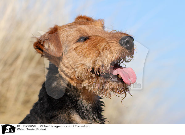 Welsh Terrier Portrait / IF-08658
