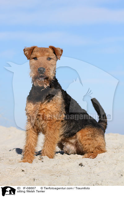 sitting Welsh Terrier / IF-08667