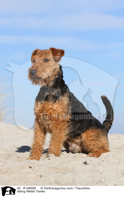 sitting Welsh Terrier / IF-08668