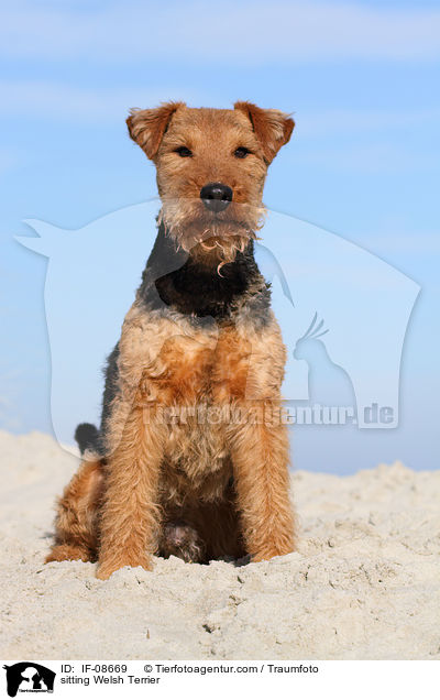 sitting Welsh Terrier / IF-08669