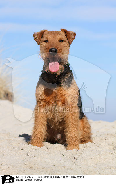 sitting Welsh Terrier / IF-08670