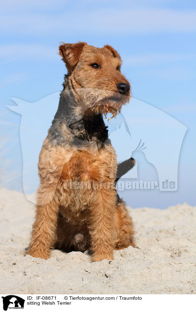 sitting Welsh Terrier / IF-08671
