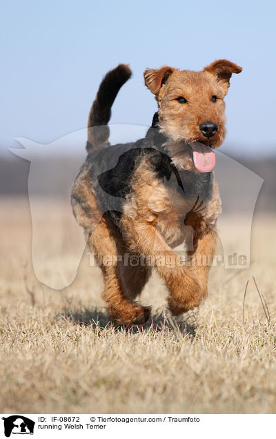 running Welsh Terrier / IF-08672