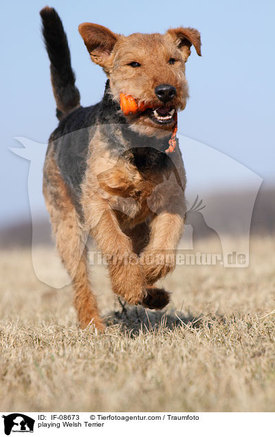 playing Welsh Terrier / IF-08673