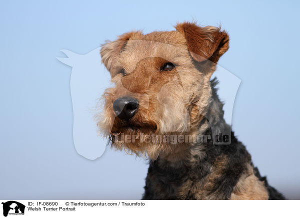 Welsh Terrier Portrait / IF-08690