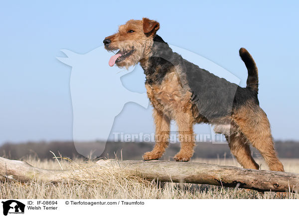 Welsh Terrier / IF-08694