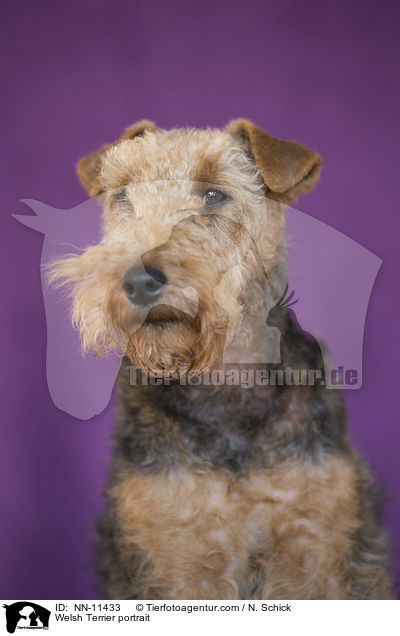 Welsh Terrier portrait / NN-11433