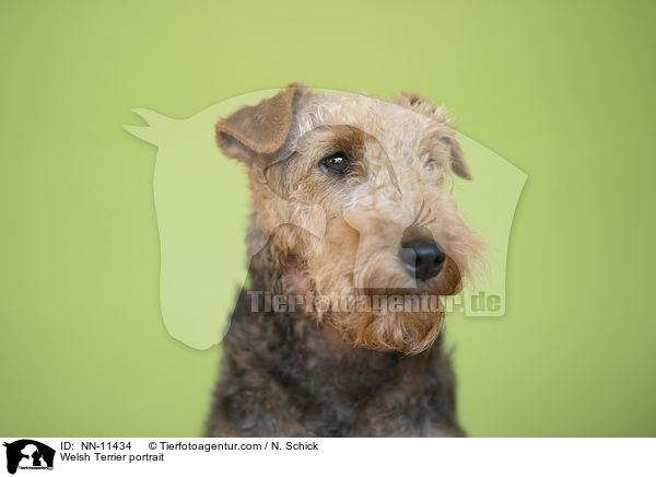 Welsh Terrier portrait / NN-11434