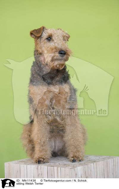 sitting Welsh Terrier / NN-11436