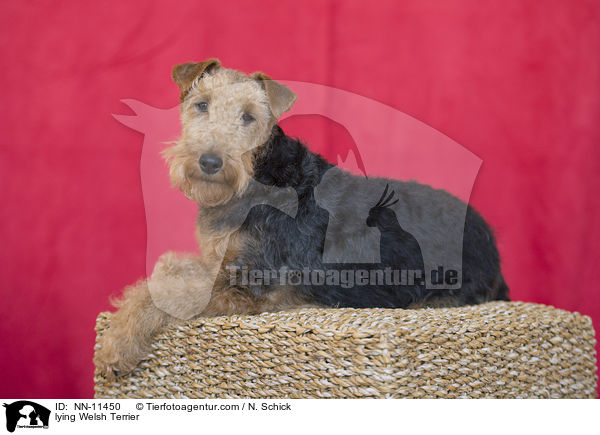 lying Welsh Terrier / NN-11450