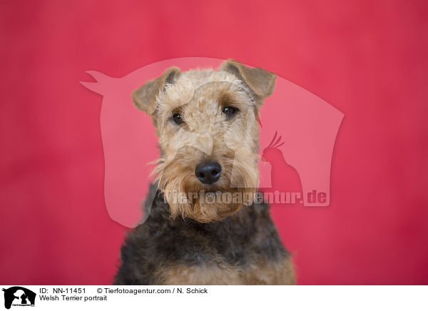 Welsh Terrier portrait / NN-11451